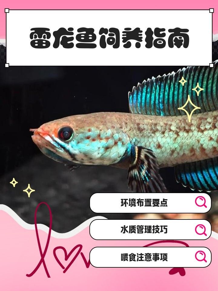 雷龍魚喜歡光嗎