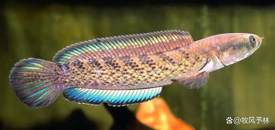 雷龍魚喜歡光嗎