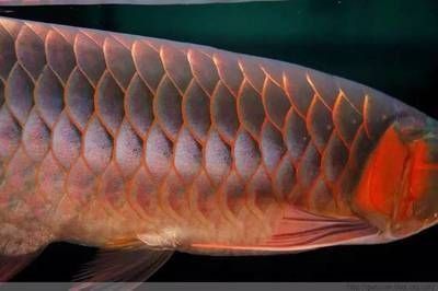 龍魚腹部鱗片血絲