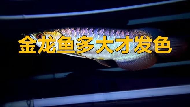 如何給過背金龍魚增色？