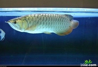 高背龍魚的爬背時間相對較晚，一般在1至3年左右才開始爬背：高背龍魚的爬背時間