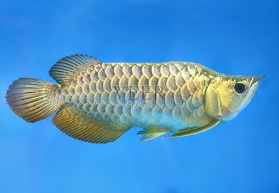 金龍魚用藍白燈可以嗎：金龍魚使用什么顏色的燈光可以增強觀賞性并促進發色