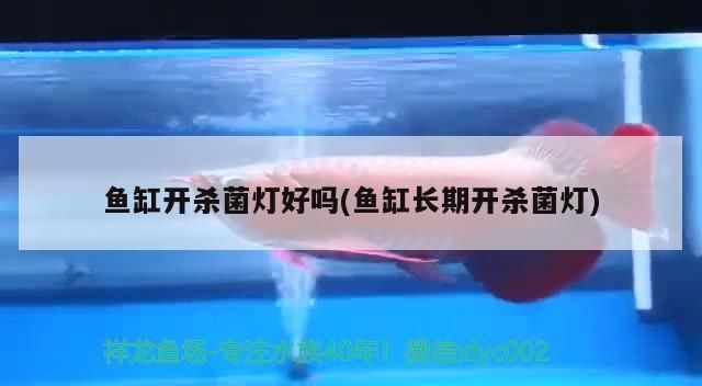 紅龍魚混養視頻播放：紅龍魚混養最佳搭配圖