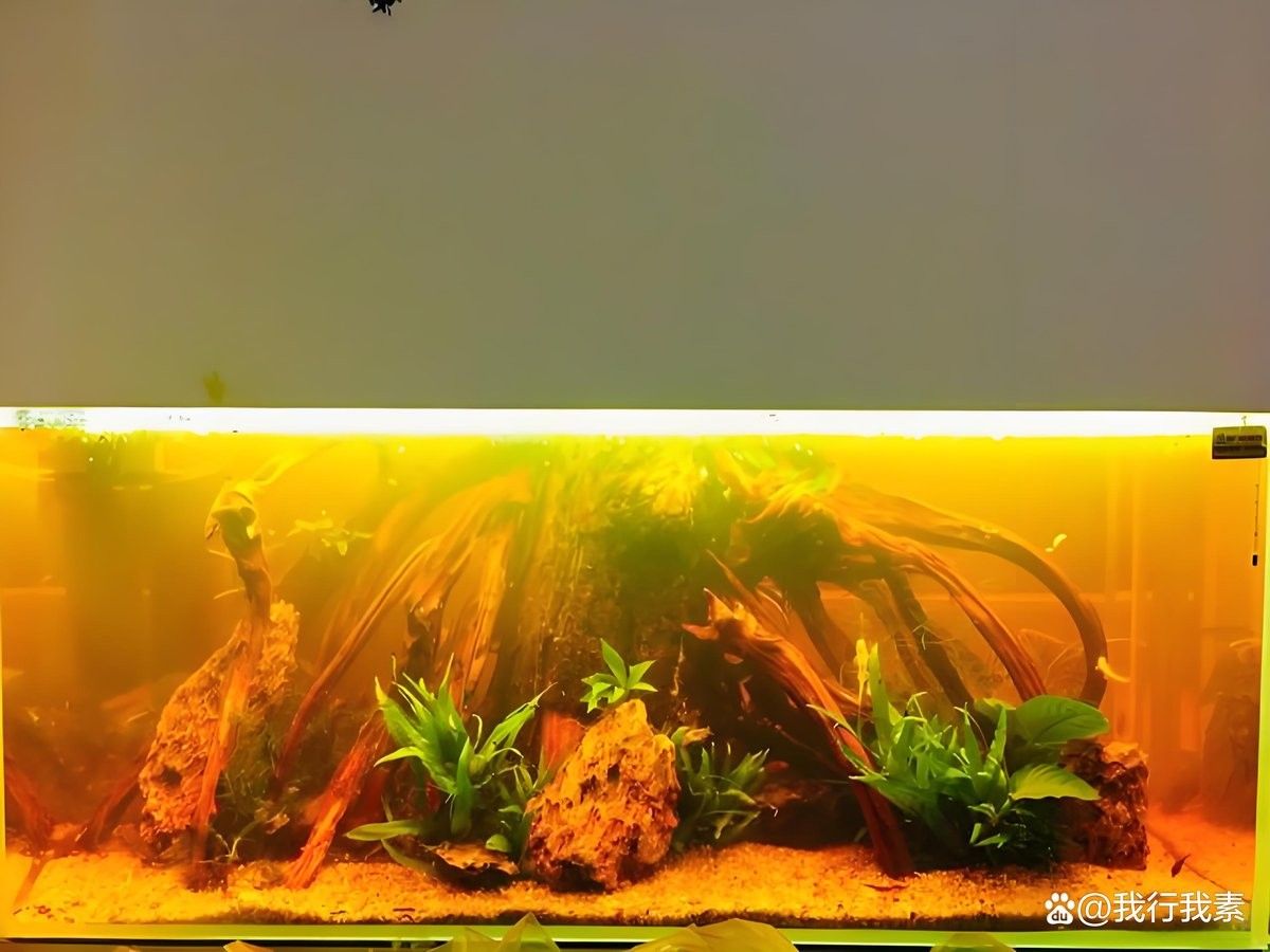 黃化金龍魚怎么變黃色了呢