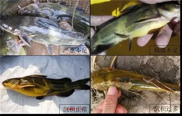 黃化金龍魚怎么變黃色了呢