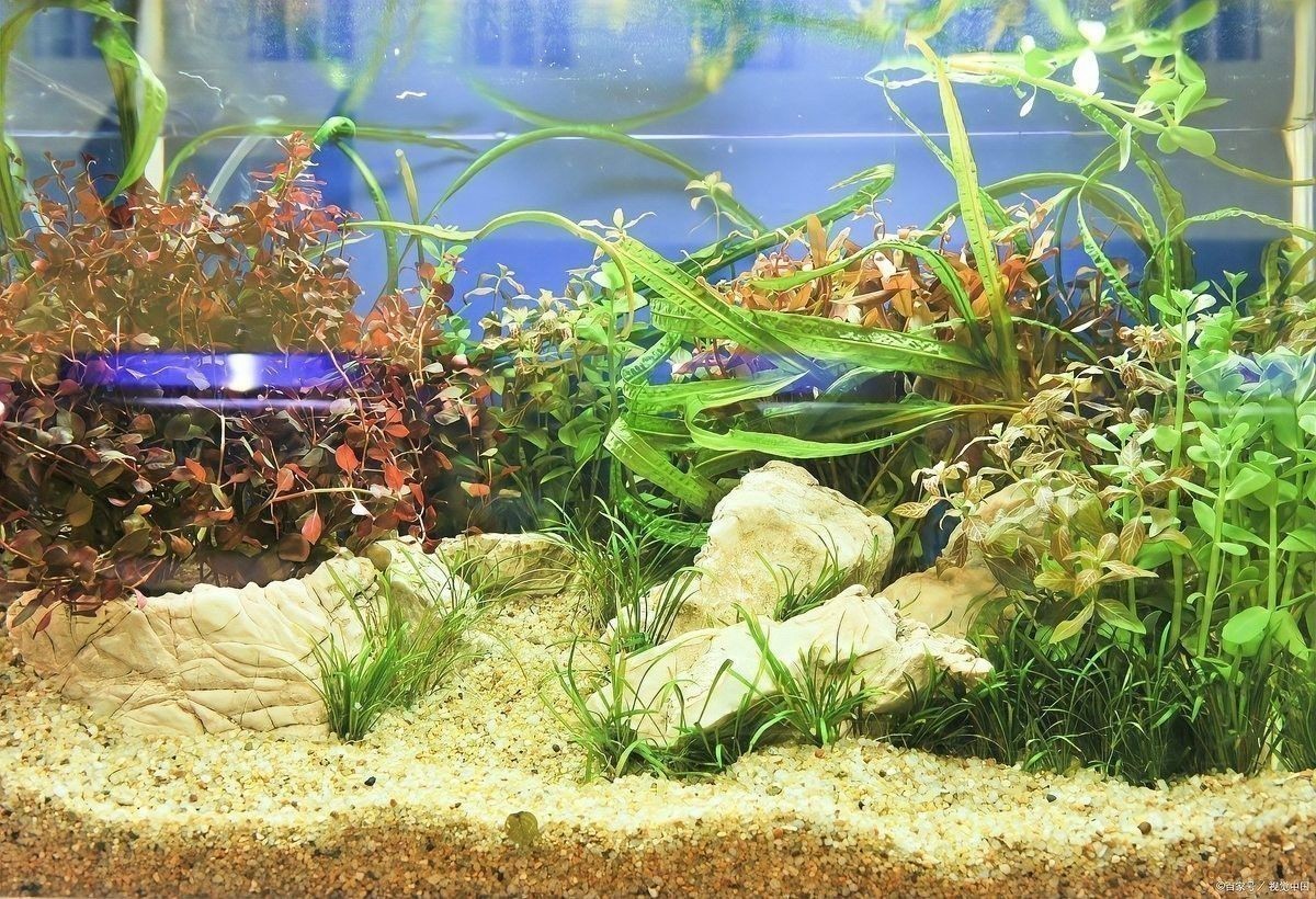 黃化金龍魚怎么變黃色了呢