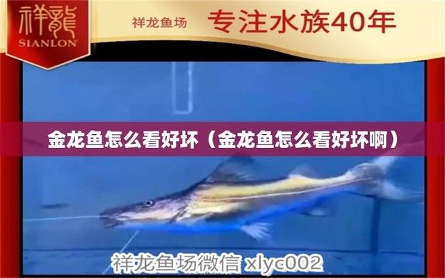 紅龍魚品種排行榜圖片大全高清（紅龍魚品種排行榜圖片大全高清版）