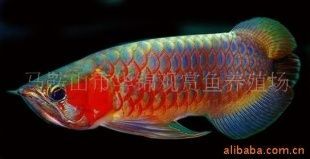 龍魚芯片號碼查詢網(wǎng)站祥龍（祥龍魚場提供龍魚芯片號碼查詢網(wǎng)站祥龍魚芯片號碼查詢）