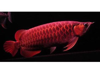 帝王紅雪蓮龍魚貴族：為什么帝王紅雪蓮龍魚被稱為“貴族”？