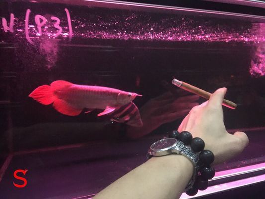 帝王紅雪蓮龍魚貴族：為什么帝王紅雪蓮龍魚被稱為“貴族”？