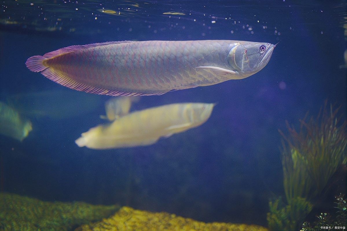 銀龍魚熱帶魚能長多大 銀龍魚熱帶魚能長多大 龍魚百科 第5張