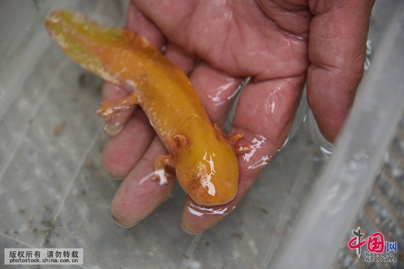 六角龍放生的大忌