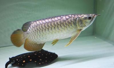 龍魚撞缸子后不吃食怎么回事：龍魚撞缸后不吃食可能是由受傷、應激反應或環境變化引起的