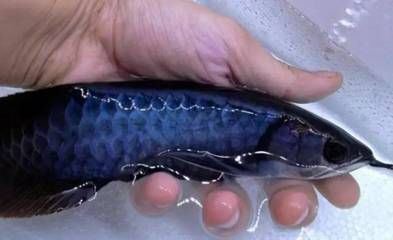 龍魚背變藍色的原因（導致龍魚背部變藍的原因）