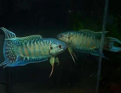 龍魚背變藍(lán)色的原因（導(dǎo)致龍魚背部變藍(lán)的原因）