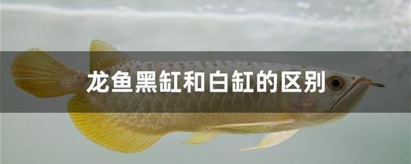 養龍魚用黑缸還是白缸？：養龍魚時關于使用黑缸還是白缸，魚友之間一直存在爭議