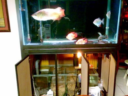 龍魚缸用什么燈是黃色的燈:關于龍魚缸使用黃色燈光的詳細信息 龍魚百科 第1張 龍魚缸用什么燈是黃色的燈:關于龍魚缸使用黃色燈光的詳細信息 龍魚缸用什么燈是黃色的燈:關于龍魚缸使用黃色燈光的詳細信息 龍魚百科 第1張