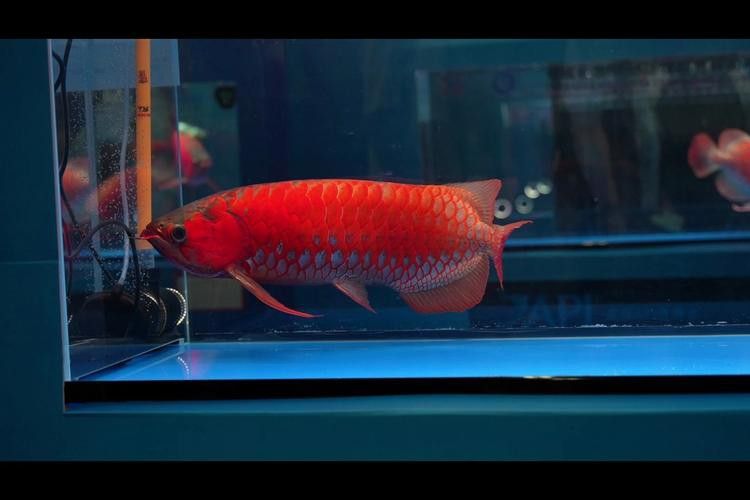 有沒有其他品種的紅龍魚圖片？