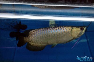 龍魚需要什么顏色的燈光好（養(yǎng)龍魚時燈光的選擇）