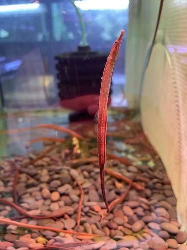 淡水海龍魚的圖片高清