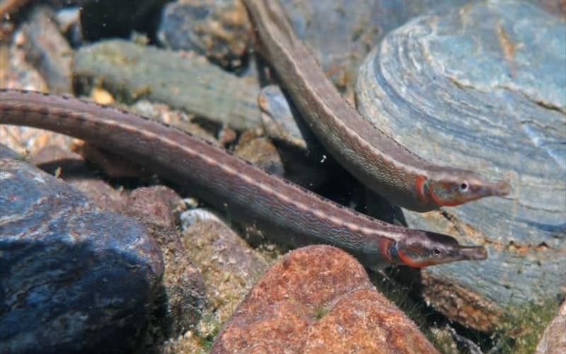 淡水海龍魚的圖片高清