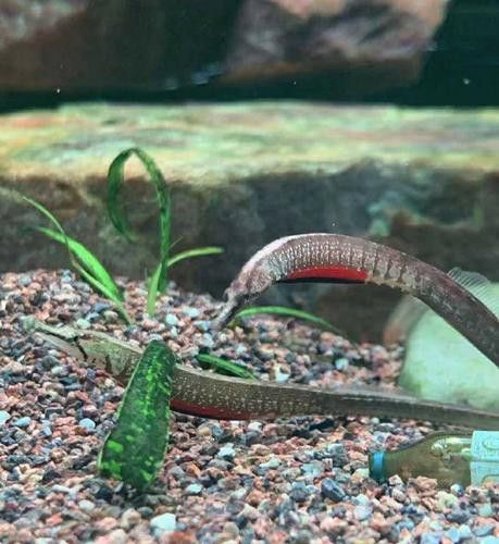 淡水海龍魚的圖片高清