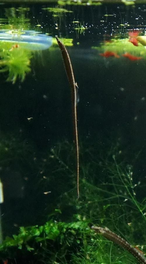 淡水海龍魚的圖片高清
