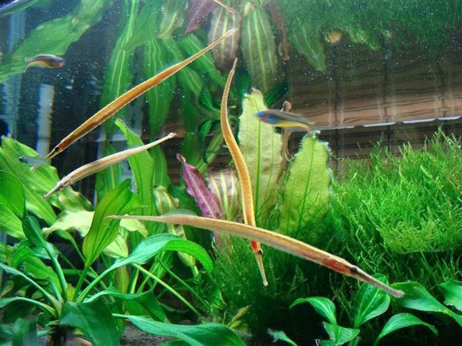 淡水海龍魚的圖片高清