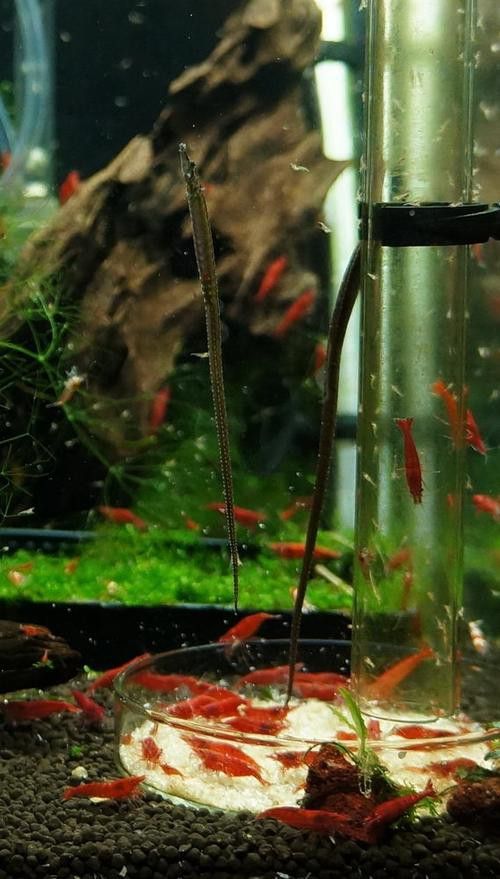 淡水海龍魚的圖片高清