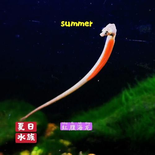 淡水海龍魚的圖片高清