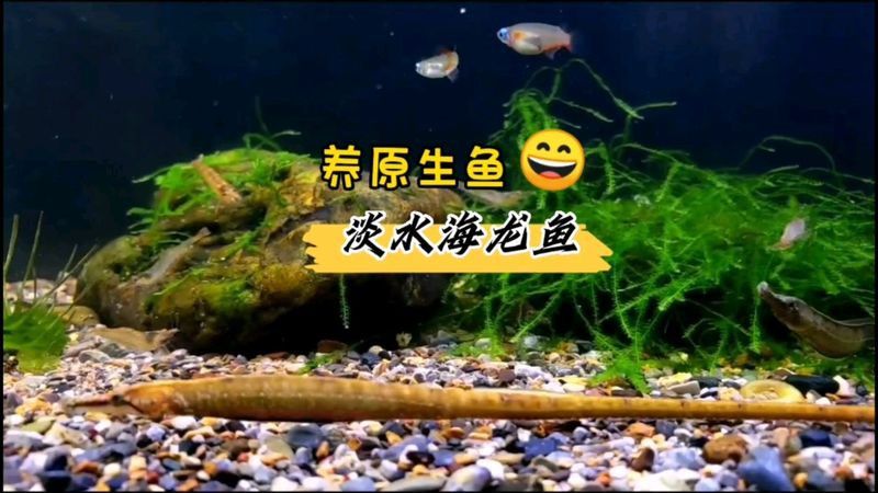 淡水海龍魚的圖片高清