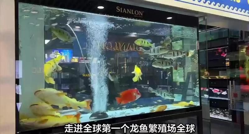 給我推薦一些純種龍魚養殖場