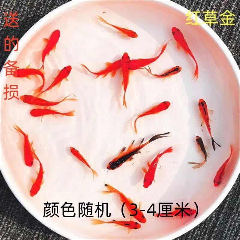火龍魚(yú)是清道夫嗎 火龍魚(yú)是清道夫嗎 龍魚(yú)百科 第2張