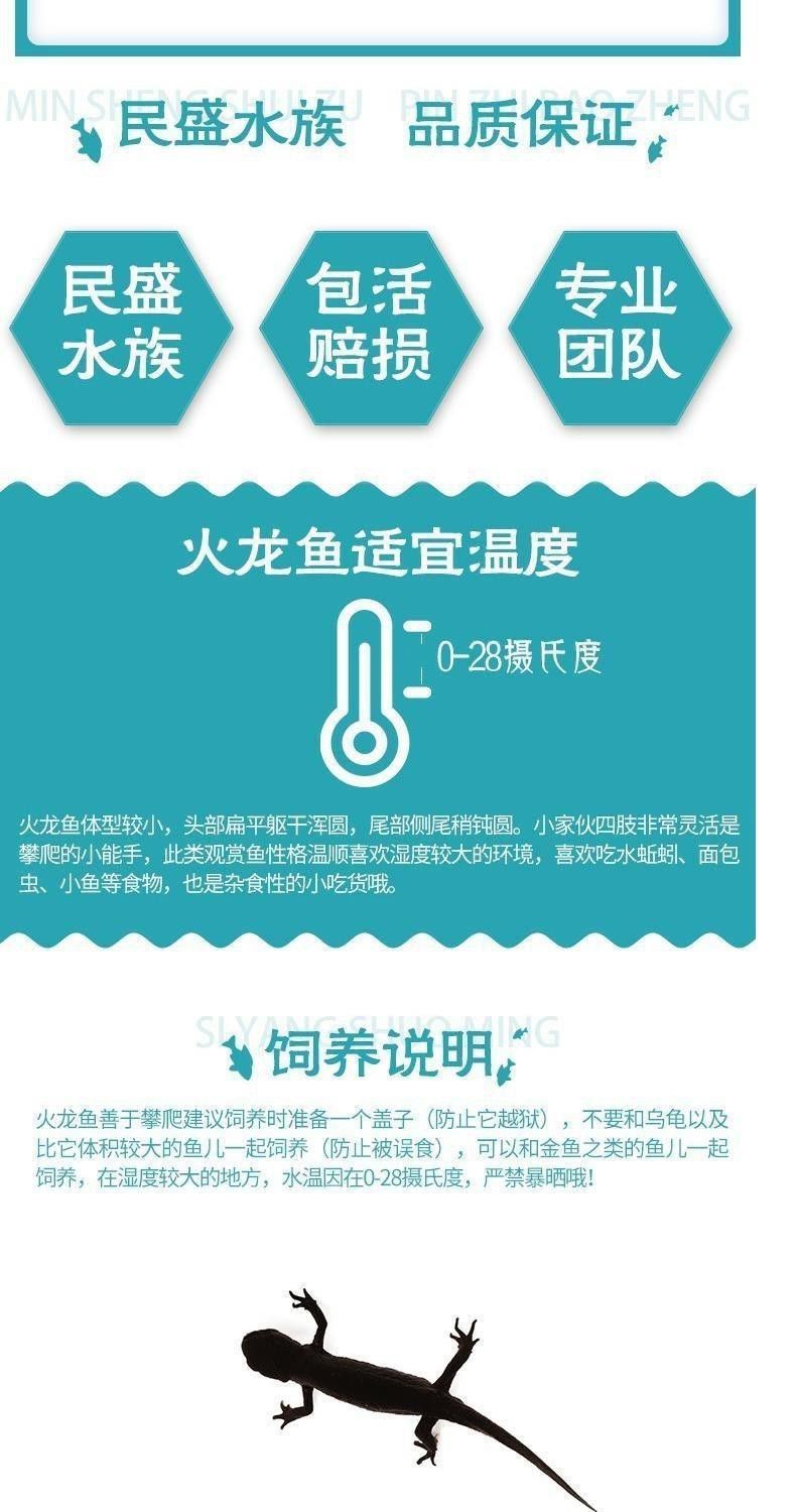 火龍魚(yú)是清道夫嗎 火龍魚(yú)是清道夫嗎 龍魚(yú)百科 第5張