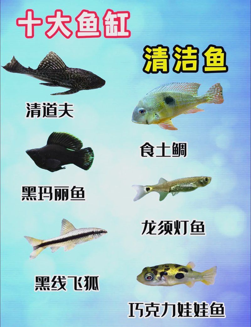 火龍魚(yú)是清道夫嗎 火龍魚(yú)是清道夫嗎 龍魚(yú)百科 第6張