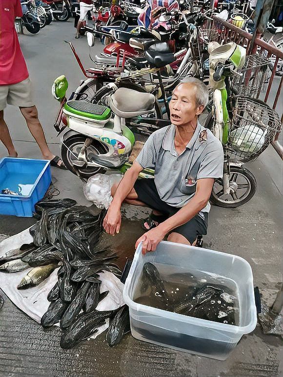 火龍魚(yú)是清道夫嗎 火龍魚(yú)是清道夫嗎 龍魚(yú)百科 第7張