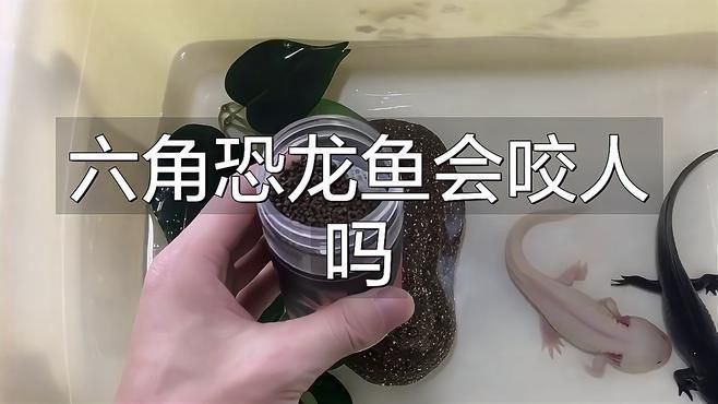 六角恐龍魚咬人疼不疼