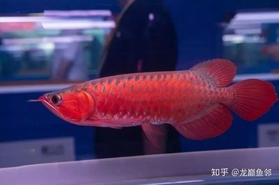 紅龍魚鑒賞特點有哪些（紅龍魚的審美標準百家號-09-09-12]3）
