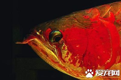 龍魚突眼蒙眼怎么治療：龍魚突眼和蒙眼怎么治療