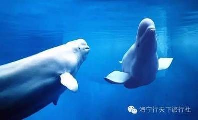 龍魚(yú)品相怎么看出來(lái)好壞呢，如何辨別龍魚(yú)的健康狀況