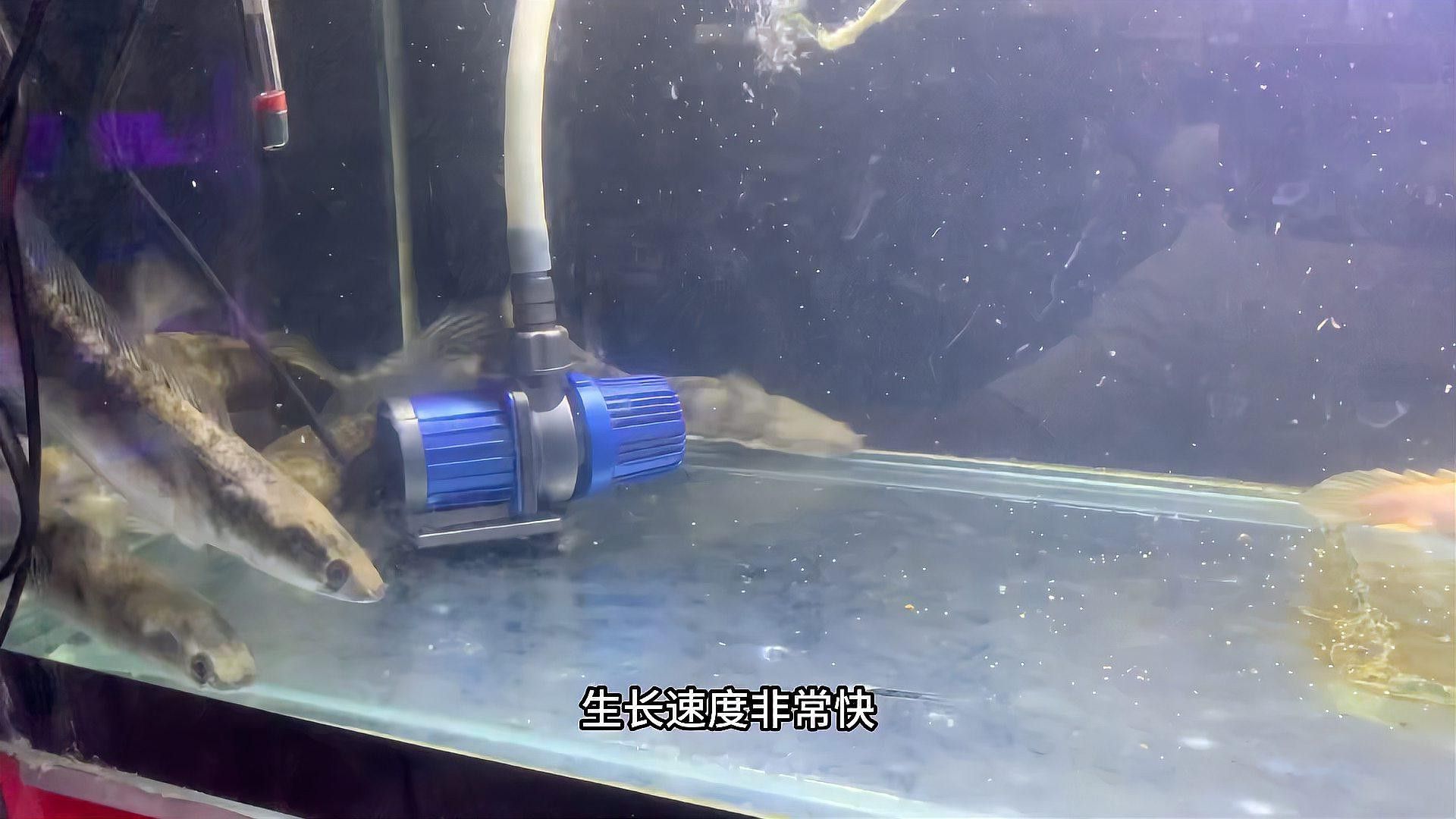 虎紋恐龍魚多大缸好養(yǎng) 虎紋恐龍魚多大缸好養(yǎng) 龍魚百科 第2張