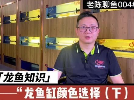 金龍魚視頻背景黑色