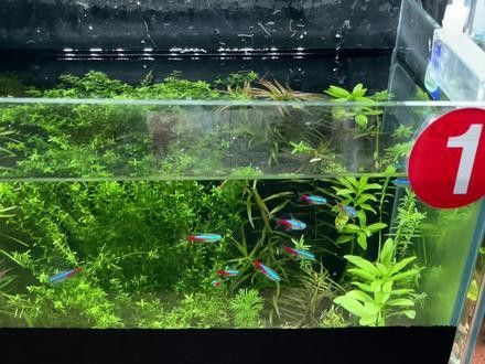 金龍魚視頻背景黑色