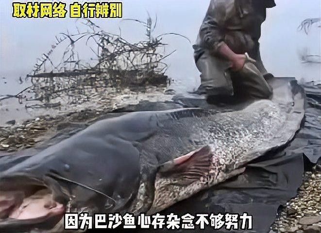 如何判斷巴沙魚和龍利魚是否新鮮？