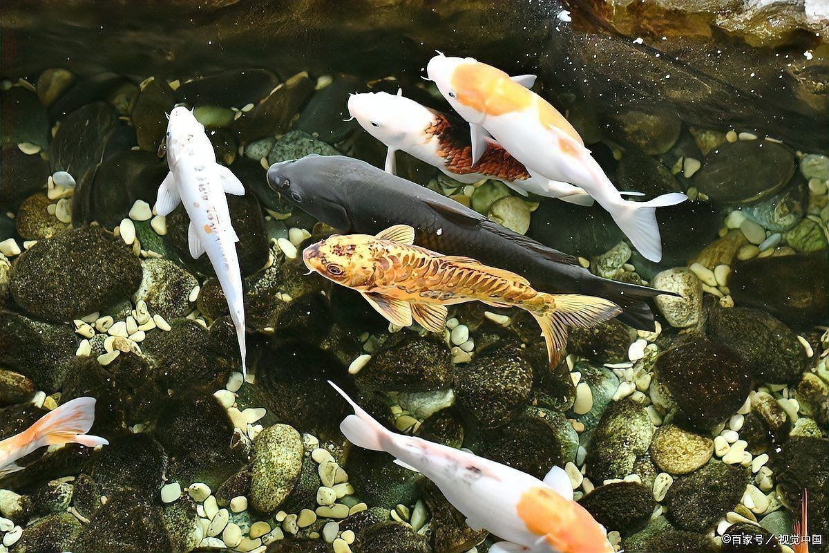 龍魚浮頭最簡單的做法