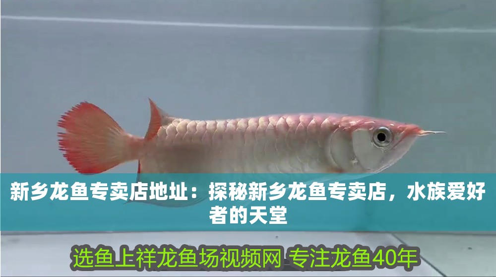 新鄉(xiāng)龍魚專賣店地址：探秘新鄉(xiāng)龍魚專賣店，水族愛好者的天堂