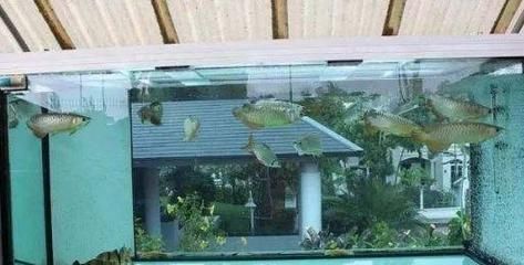 養龍魚的方法和技巧：養龍魚的注意事項