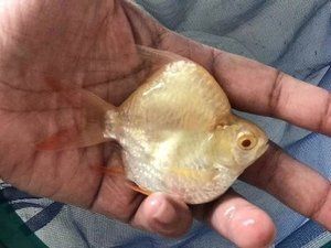 龍魚配泰國鯽 貼吧（龍魚和泰國鯽魚可以混養(yǎng)）