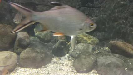 龍魚配泰國鯽 貼吧（龍魚和泰國鯽魚可以混養(yǎng)）