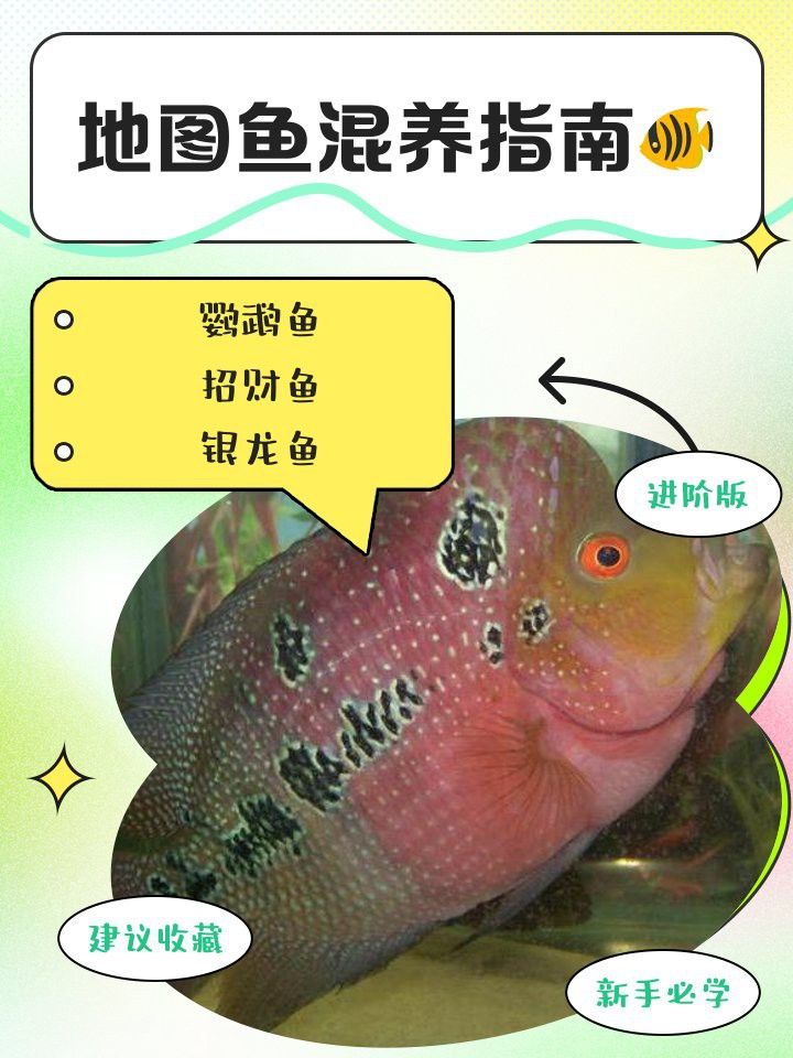 地圖魚和龍魚的最佳混養比例 地圖魚和龍魚的最佳混養比例 龍魚百科 第2張